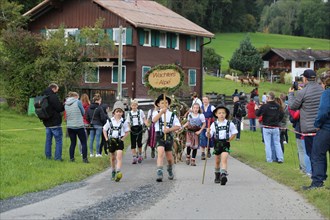 Traditional cattle drive or cattle seperation . As here in the Allgaeu, the cattle are driven down