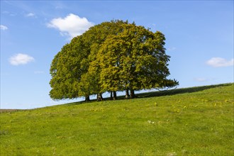 Landscape with copse of common beech trees blue sky on grassy green slope, Salisbury Plain,