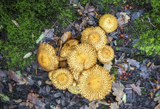 Shaggy Pholiota Squarrosa fungus growing under ancient oak tree, Butley, Suffolk, England, UK