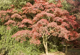 Japanese maple tree in autumn colour, Acer Palmatum, National arboretum, Westonbirt arboretum,