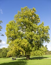 London Plane tree, Platanus x acerifolia or Platanus x hispanica. Audley End House and Gardens,