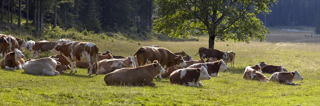 Herd of cows in the Kreuzen, Carinthia, Austria, Europe