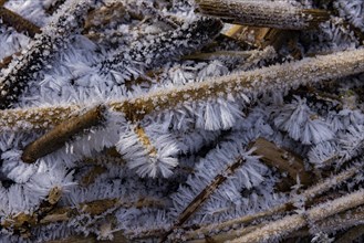 Severe frost has formed bizarre ice formations in the riverbed of the Gottleuba. Ice crystals on