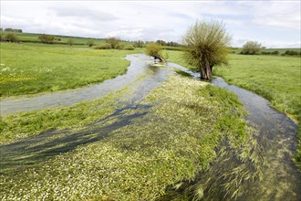 River Till seasonal chalk stream known as a winterbourne, Winterbourne Stoke, Wiltshire, England,