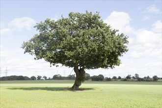 Single lone oak tree standing in field in high noon summer sunshine, Snape, Suffolk, England, UK