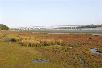 Salt marsh vegetation on foreshore mud exposed low tide view of river and Orwell Bridge, Ipswich,