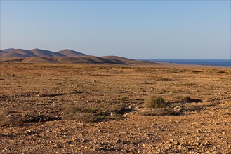 Semi-desert near Tindaya, Fuerteventura, Canary Islands, Spain, Europe
