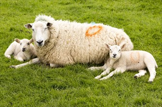 Sick ewe mother sheep with two lambs laying down on grass, Wiltshire, England, UK