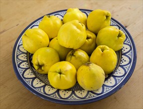 Close up bowl dish of fresh quince fruit on kitchen table, UK