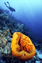 Diving in the Caribbean, Caribbean, Central America