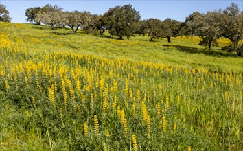 Yellow flowers of lupin plants, Lupine Albus in a field with cork oak trees, Quercus suber, near