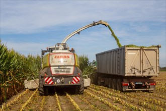 Rhineland-Palatinate, Germany: Maize harvesting (maize chopping) for the Alexanderhof biogas plant