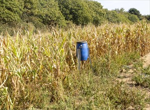 Blue bird feeder bin in sweet corn patch of field for feeding game birds such as pheasants,