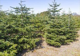 Nordmann Fir Christmas trees, Abies nordmanniana, at Swanns plant nursery, Bromewell, Suffolk,
