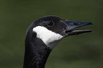 Head of Canada goose (Branta canadensis), portrait, teeth, detail, white, black, Moenchbruch,