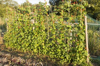 Runner beans, Phaseolus coccineus, red flowers growing in summer allotment, Shottisham, Suffolk,