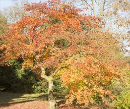 Japanese maple tree in autumn colour, Acer Palmatum, National arboretum, Westonbirt arboretum,