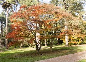 Japanese maple trees in autumn colour, Acer Palmatum, National arboretum, Westonbirt arboretum,
