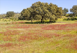 Countryside landscape of wildflower meadow and oak trees in springtime, near Castro Verde, Baixo