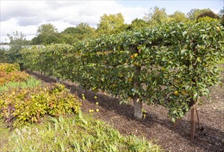 Apple variety Golden Reinette from 1600 in the walled organic Kitchen Garden, Audley End House,