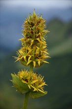 Great yellow gentian (Gentiana lutea), Hahnenkopf, Fontanella, Faschina, Vorarlberg, Alps, Austria,