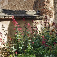 Red valerian (Centranthus ruber) in gardens, Generalife Gardens, Alhambra, Granada, Spain, Europe
