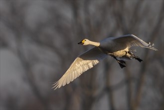 Tundra Swan, Texel, Netherlands