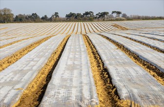 Polythene sheeting covering rows of potatoes planted in a field, Ramsholt, Suffolk, England, UK