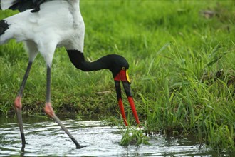 Saddle-billed stork (Ephippiorhynchus senegalensis) foraging on the shore in the water, detail,