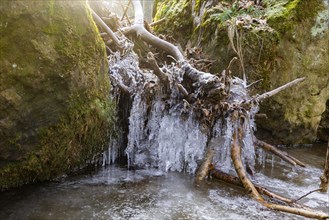 Severe frost has formed bizarre ice formations in the riverbed of the Gottleuba, Bergieshuebel,