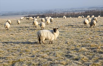 Scotch mule sheep grazing frosty Windmill Hill, a Neolithic causewayed enclosure, near Avebury,