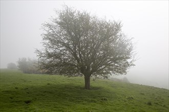 Foggy weather on chalk downs near Knap Hill, Alton Barnes, Wiltshire, England, UK leafless hawthorn