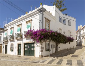 Bougainvillea plant in flower growing on whitewashed house old town, Tavira, Algarve, Portugal,