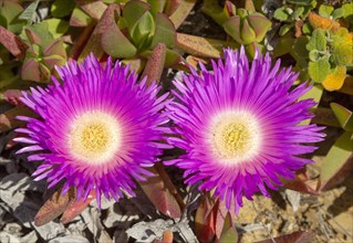 Pink purple flower of Carpobrotus edulis, a ground-creeping plant with succulent leaves native to