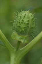 Common Datura (Datura stramonium), nature, fruit, fruit capsule, detail, prickly, nature