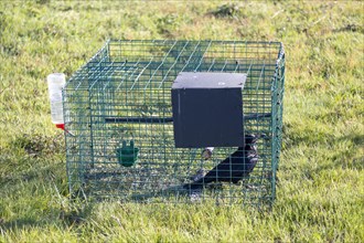 Crow caught in Larsen trap, Shottisham, Suffolk, England, UK