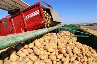 Agriculture potato harvesting