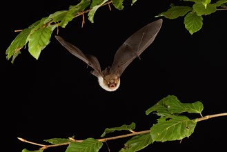 Natterer's bat (Myotis nattereri) in flight, Lower Saxony, Germany, Europe