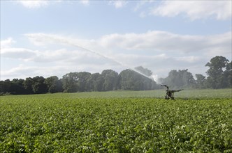Irrigation sprayer watering field of potatoes, Shottisham, Suffolk, England, UK
