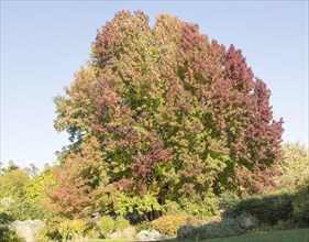 Liquidambar styraciflua, American sweetgum or redgum, in autumn leaf foliage, Woodbridge, Suffolk,