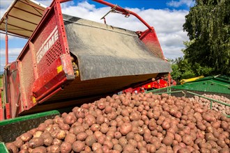 Agriculture harvest of industrial potatoes in the Palatinate. In contrast to table potatoes, these