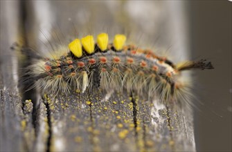 Close up macro shot of Vapourer moth caterpillar, Orgyia antiqua, four yellow tufts of hair-like