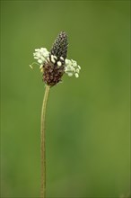 Pointed plantain (Plantago lanceolata) with stem and flower, nature photograph, Buechelberg,