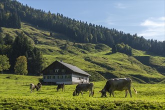 Alpine farm at Lecknersee, humpback meadow, cows, municipality of Dornbirn, Bregenzerwald,