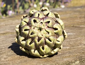 Close up of leaves at top of globe artichoke fruit on wooden table surface