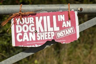 Battered warning sign Your Dog Can Kill Sheep in an Instant, UK