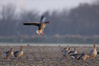 Greylag goose (Anser Anser), Texel, Netherlands