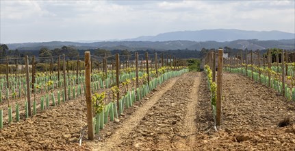 Rows of grape vines growing in springtime in a filed with view of distant mountains, Brejao, near