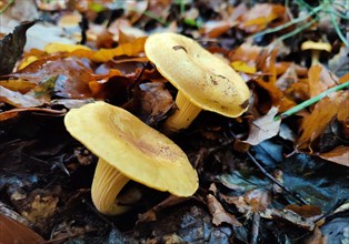 Two mushrooms of the chanterelle family (Cantharellales) on the forest floor with leaves in autumn,