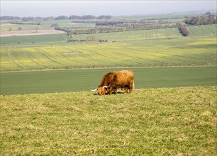 Longhorned Highland bull grazing on scarp slope overlooking clay vale, Hackpen Hill, Wiltshire,